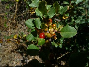 Rhamnus ilicifolia Fruit